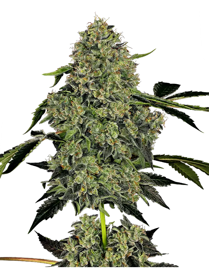 OG KUSH AUTO X3+1 WHITE LABEL BY SENSI SEEDS 1