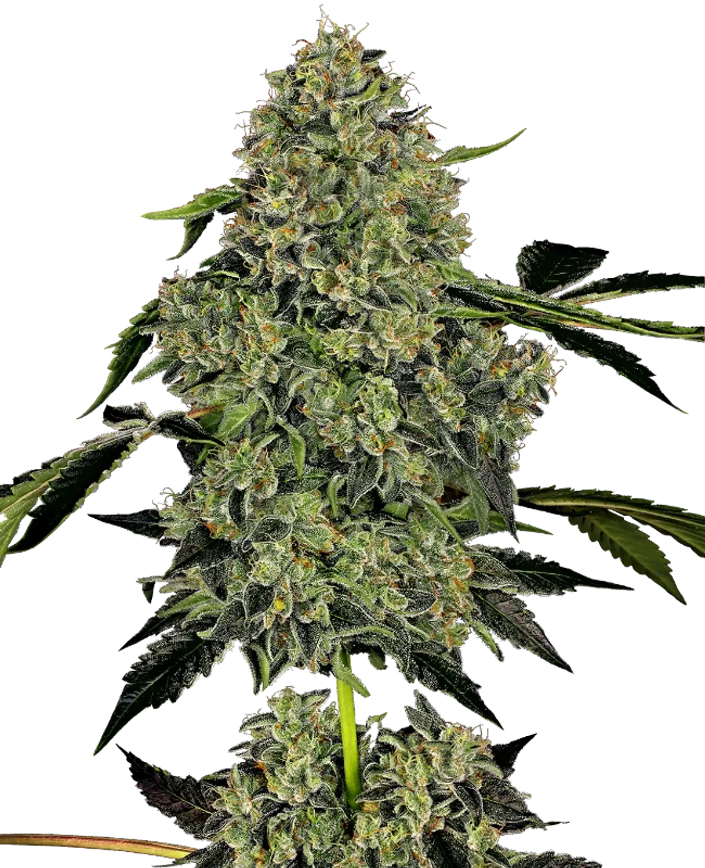 OG KUSH AUTO X3+1 WHITE LABEL BY SENSI SEEDS 1