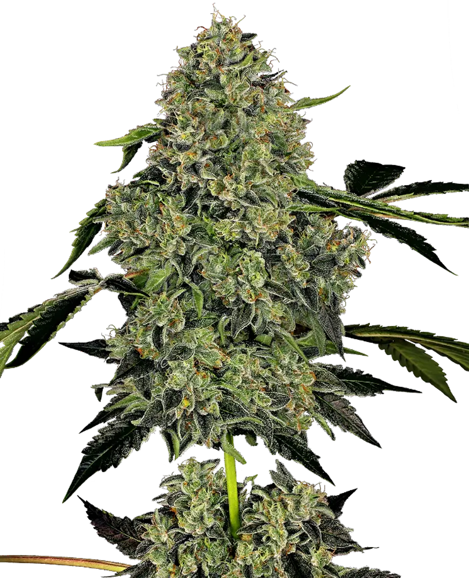 OG KUSH AUTO X3+1 WHITE LABEL BY SENSI SEEDS 1