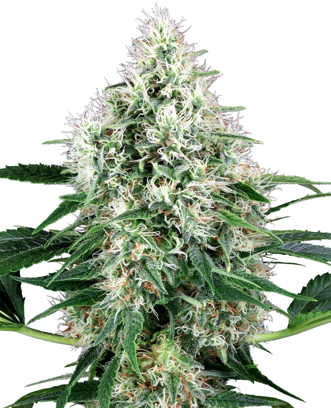 PURE POWER PLANT AUTO X3+1 - WHITE LABEL BY SENSI SEEDS 1