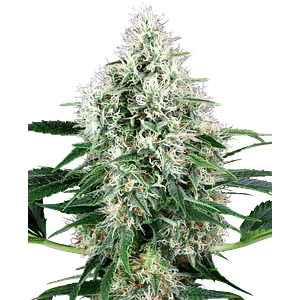 PURE POWER PLANT AUTO X3+1 - WHITE LABEL BY SENSI SEEDS