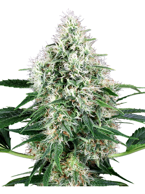 PURE POWER PLANT AUTO X3+1 - WHITE LABEL BY SENSI SEEDS 1