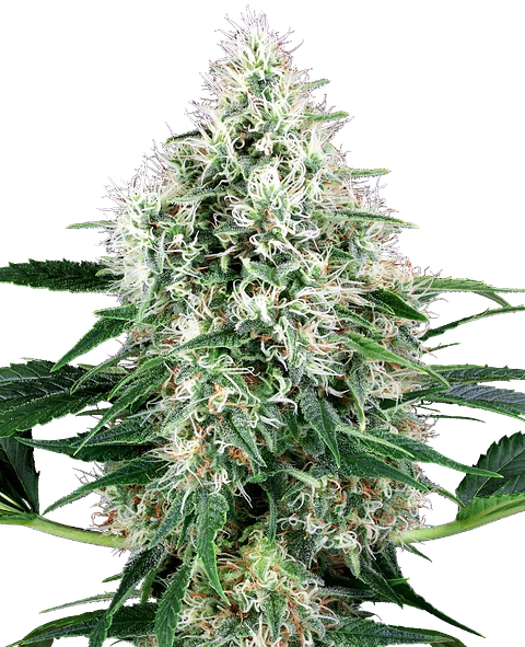 PURE POWER PLANT AUTO X3+1 - WHITE LABEL BY SENSI SEEDS