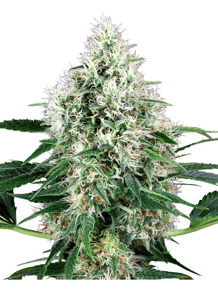 PURE POWER PLANT AUTO X3+1 - WHITE LABEL BY SENSI SEEDS 1