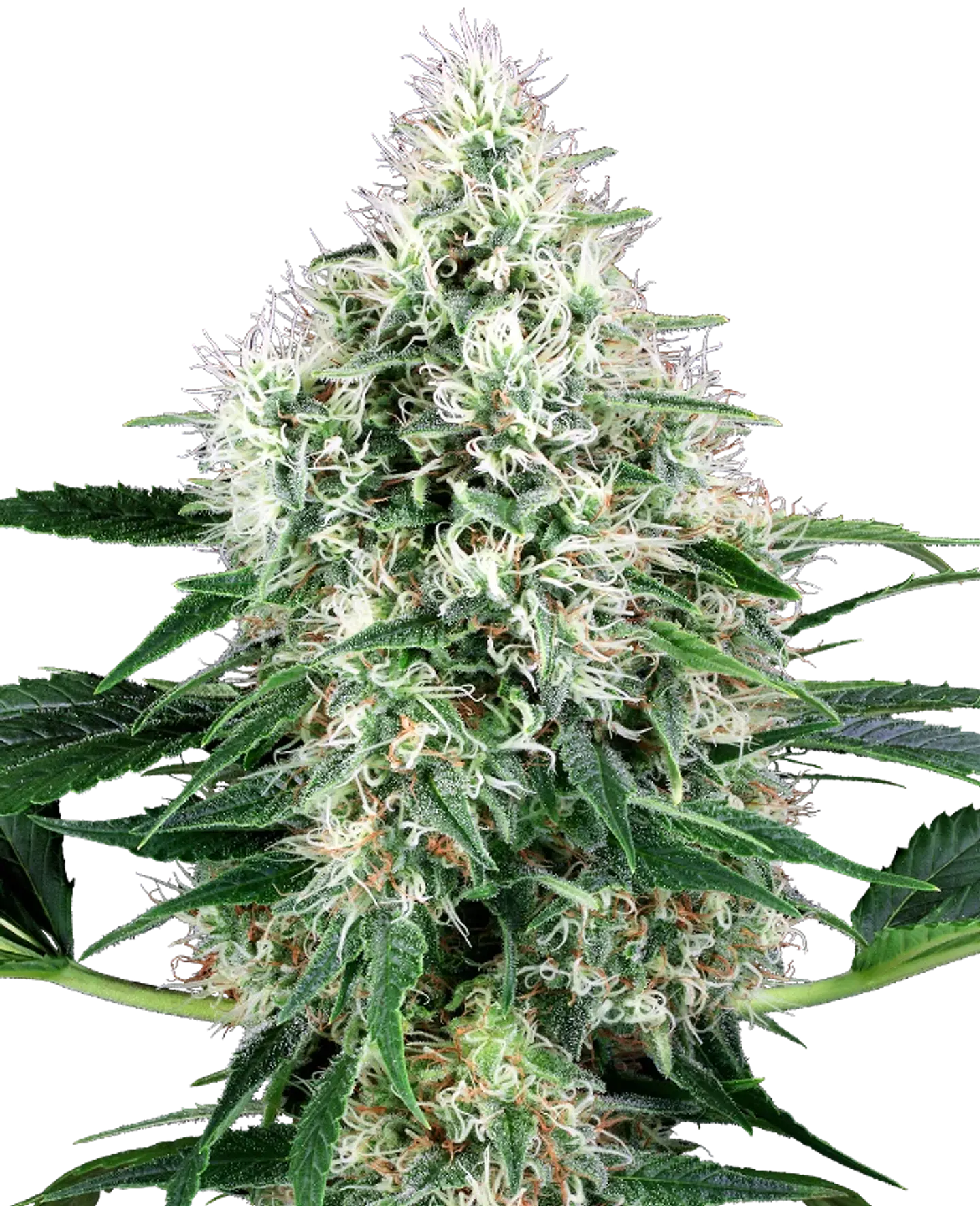 PURE POWER PLANT AUTO X3+1 - WHITE LABEL BY SENSI SEEDS 1