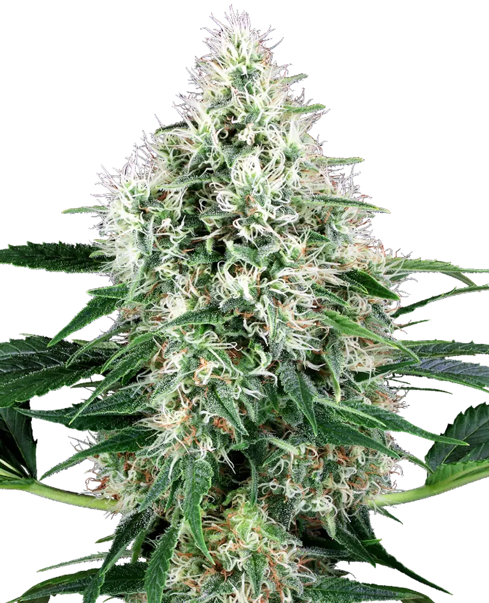 PURE POWER PLANT AUTO X3+1 - WHITE LABEL BY SENSI SEEDS 1