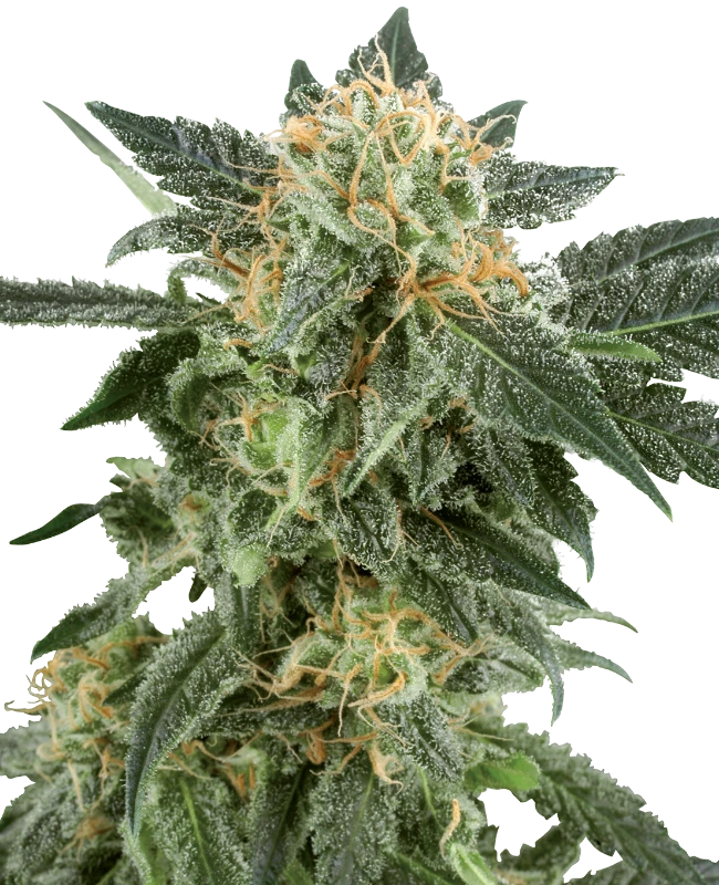 SNOW RYDER AUTO X3+1 - WHITE LABEL BY SENSI SEEDS 1