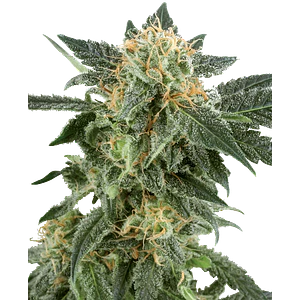 SNOW RYDER AUTO X3+1 - WHITE LABEL BY SENSI SEEDS