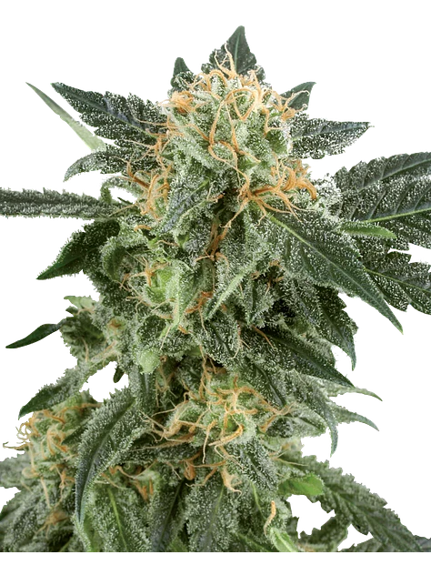 SNOW RYDER AUTO X3+1 - WHITE LABEL BY SENSI SEEDS 1