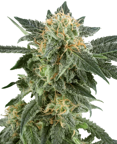 SNOW RYDER AUTO X3+1 - WHITE LABEL BY SENSI SEEDS