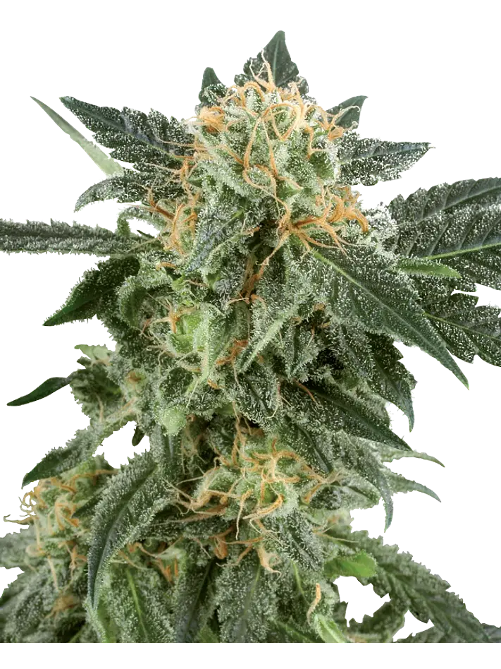 SNOW RYDER AUTO X3+1 - WHITE LABEL BY SENSI SEEDS 1