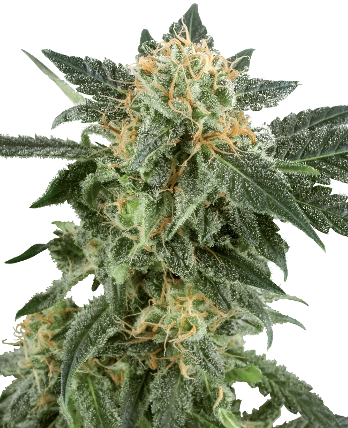 SNOW RYDER AUTO X3+1 - WHITE LABEL BY SENSI SEEDS 1