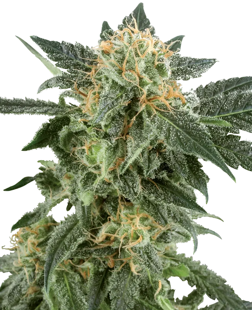 SNOW RYDER AUTO X3+1 - WHITE LABEL BY SENSI SEEDS 1
