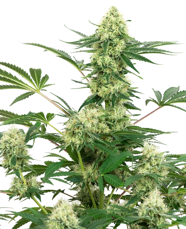 WEDDING CAKE FEM X3+1 - WHITE LABEL BY SENSI SEEDS 1
