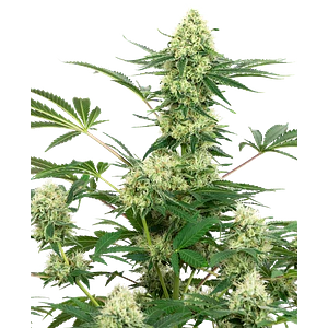 WEDDING CAKE FEM X3+1 - WHITE LABEL BY SENSI SEEDS