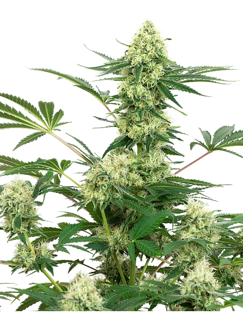 WEDDING CAKE FEM X3+1 - WHITE LABEL BY SENSI SEEDS 1
