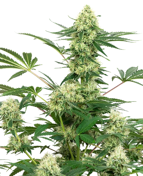 WEDDING CAKE FEM X3+1 - WHITE LABEL BY SENSI SEEDS