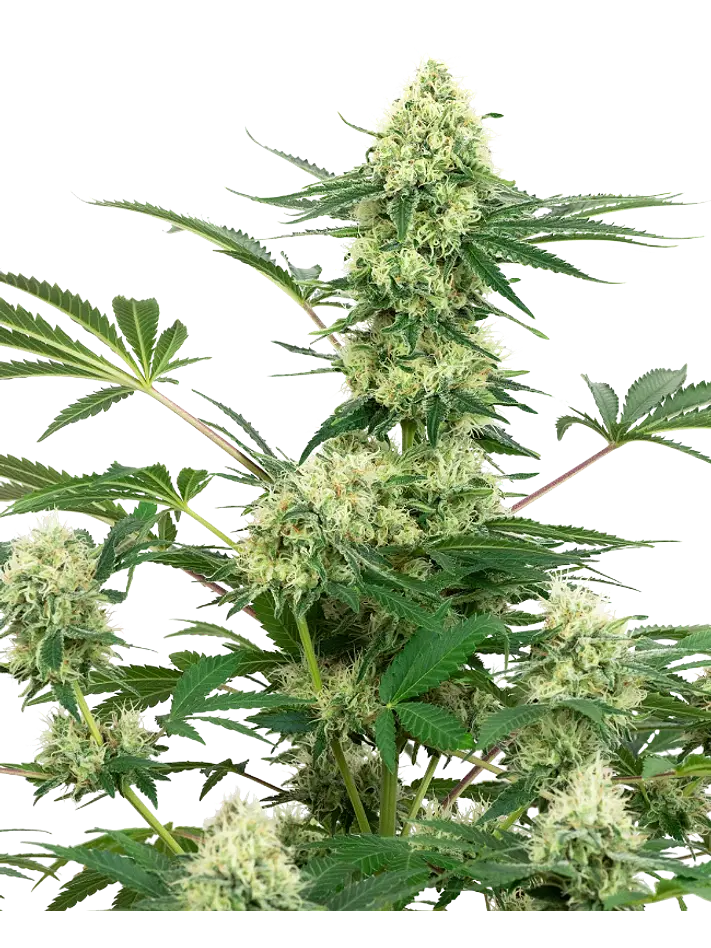 WEDDING CAKE FEM X3+1 - WHITE LABEL BY SENSI SEEDS 1