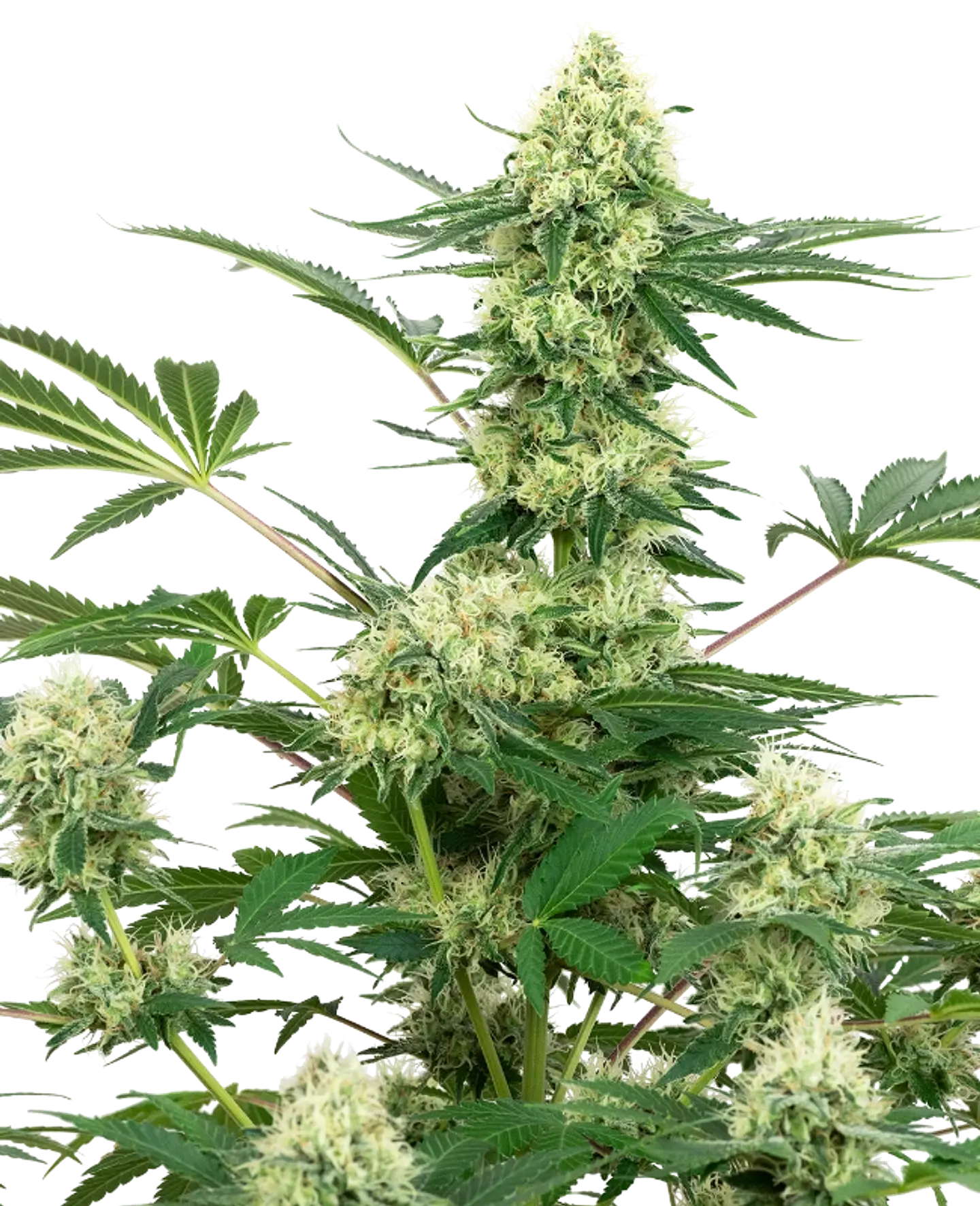 WEDDING CAKE FEM X3+1 - WHITE LABEL BY SENSI SEEDS 1