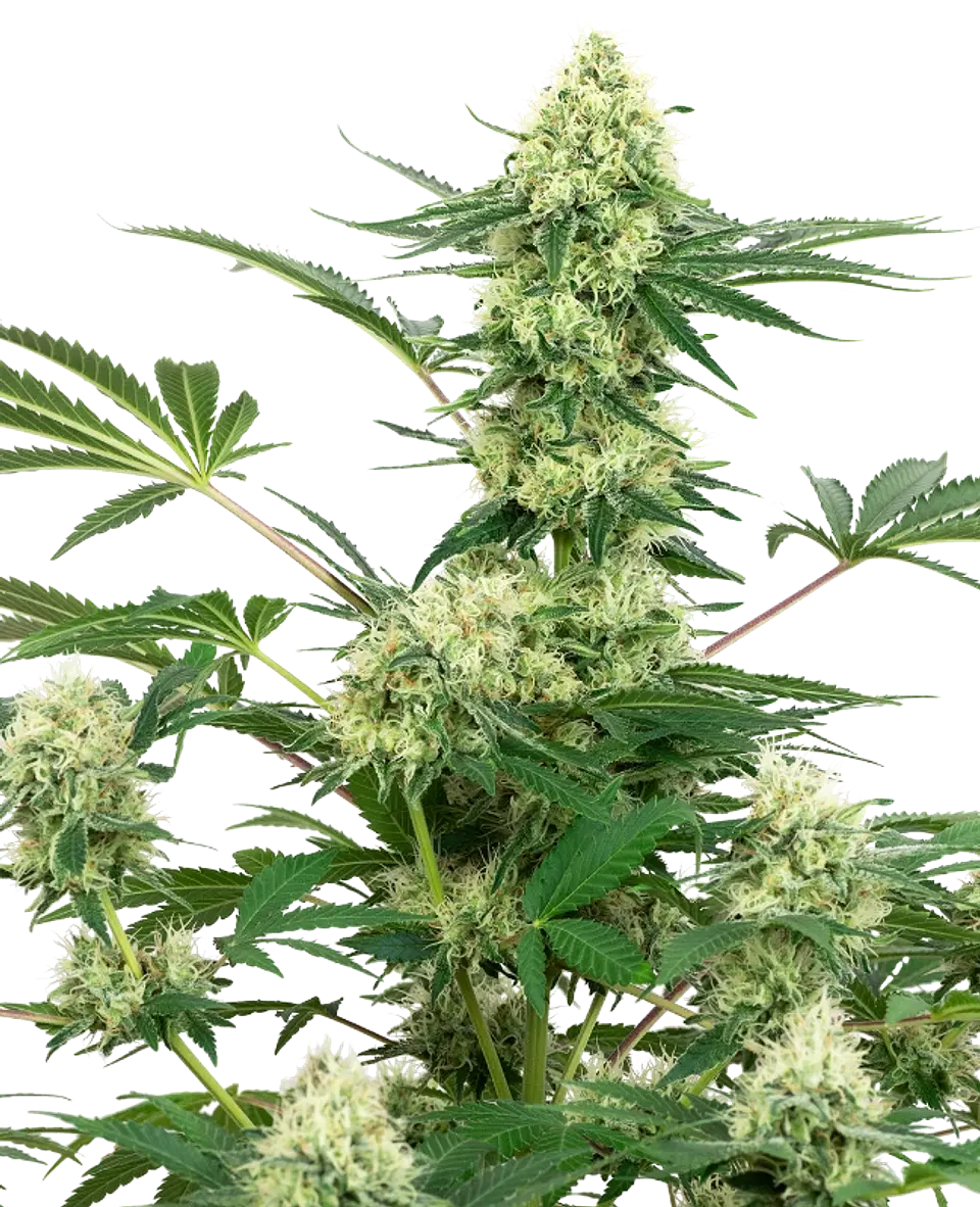WEDDING CAKE FEM X3+1 - WHITE LABEL BY SENSI SEEDS 1