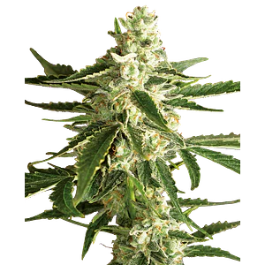 WHITE DIESEL HAZE AUTO X3+1 - WHITE LABEL BY SENSI SEEDS