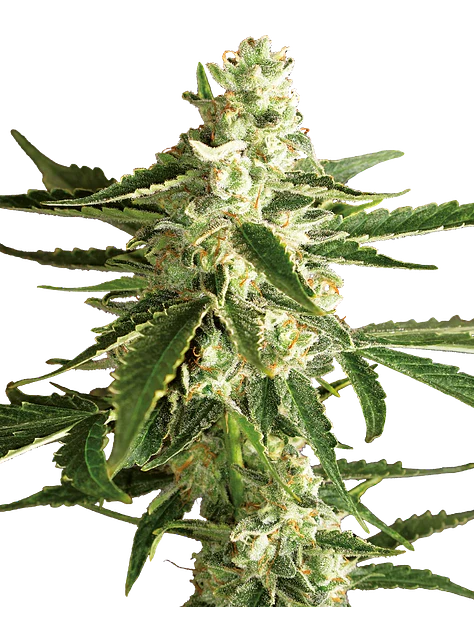 WHITE DIESEL HAZE AUTO X3+1 - WHITE LABEL BY SENSI SEEDS 1