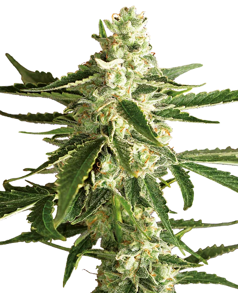 WHITE DIESEL HAZE AUTO X3+1 - WHITE LABEL BY SENSI SEEDS