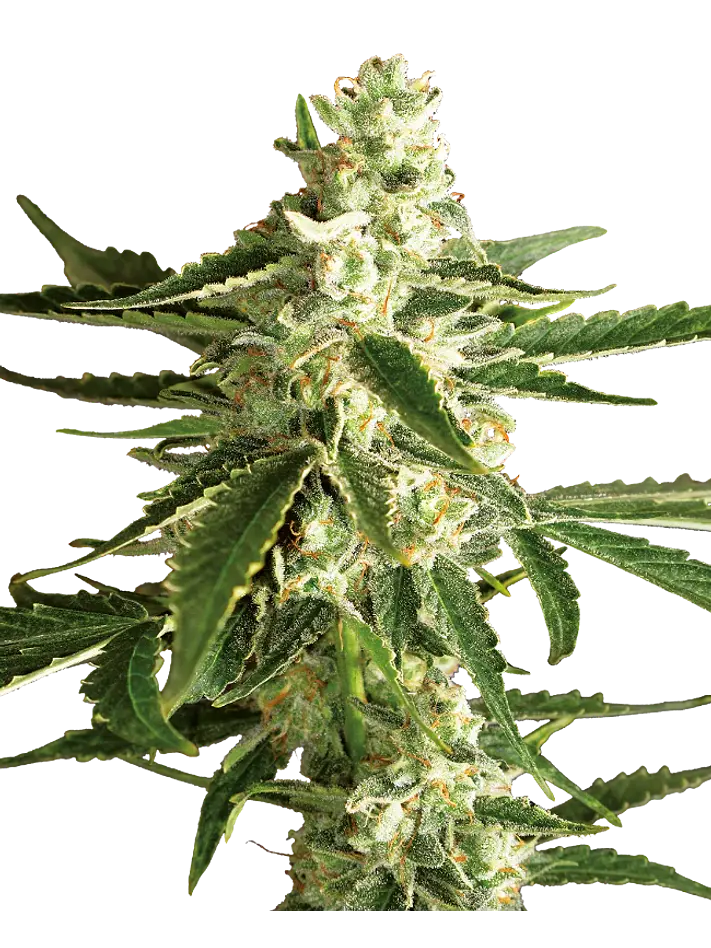 WHITE DIESEL HAZE AUTO X3+1 - WHITE LABEL BY SENSI SEEDS 1