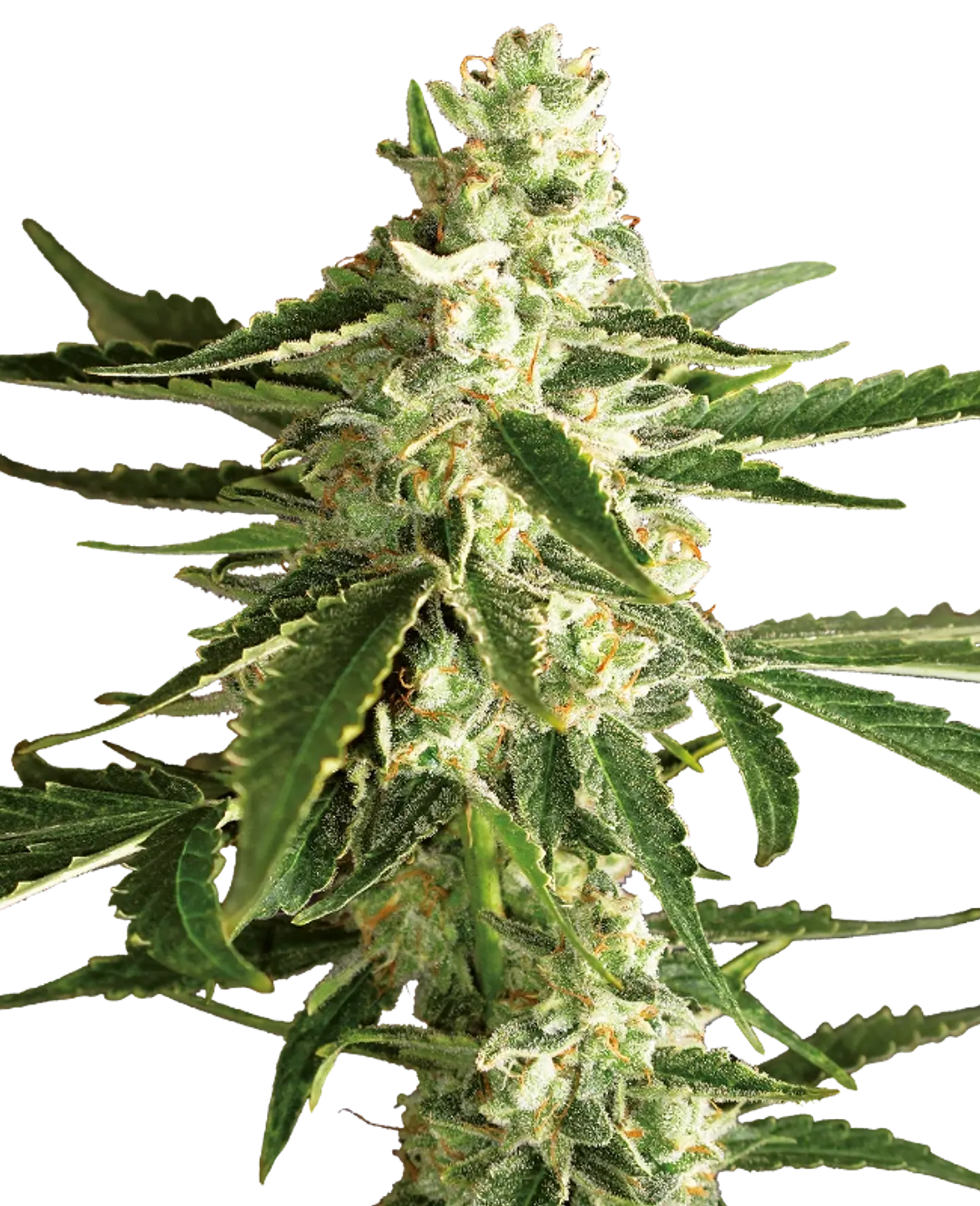 WHITE DIESEL HAZE AUTO X3+1 - WHITE LABEL BY SENSI SEEDS 1