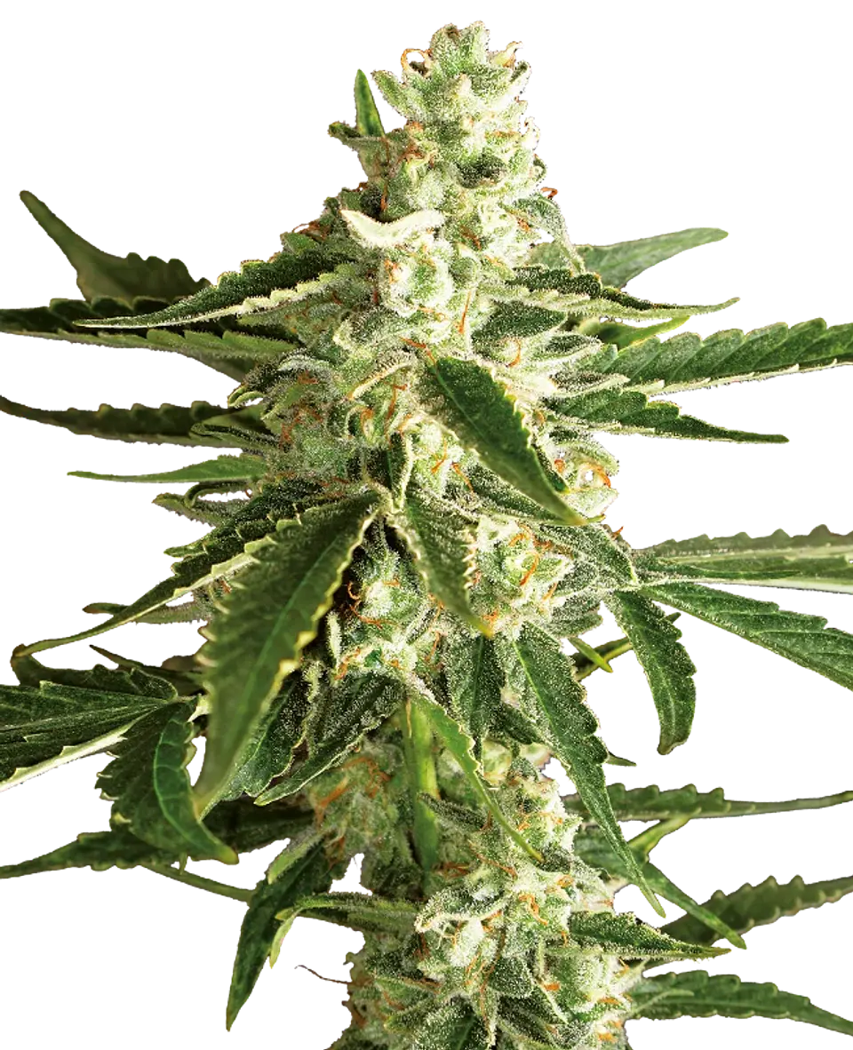 WHITE DIESEL HAZE AUTO X3+1 - WHITE LABEL BY SENSI SEEDS 1