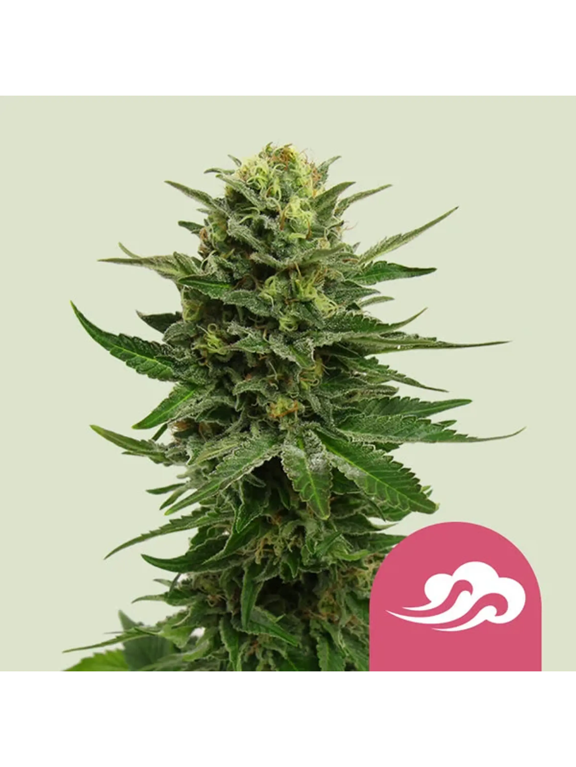 BLUE MYSTIC FEM X3-ROYAL QUEEN 1