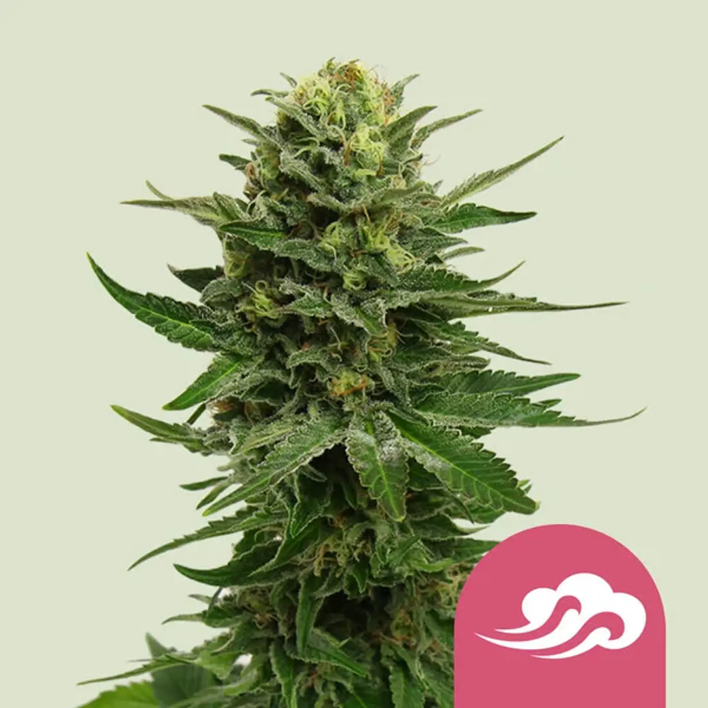 BLUE MYSTIC FEM X3-ROYAL QUEEN 1
