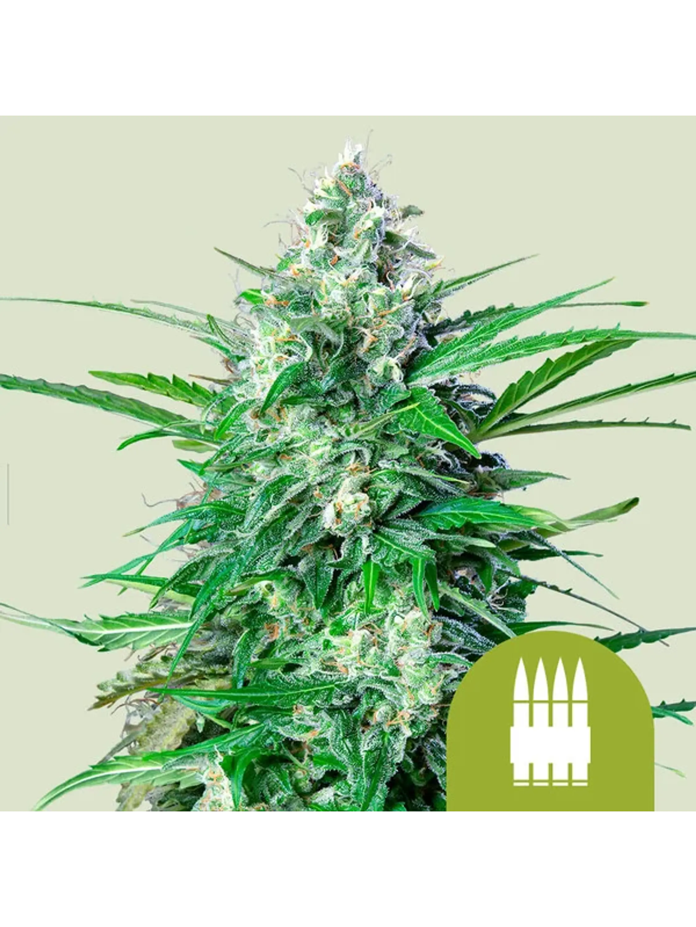 ROYAL AK AUTO X1-ROYAL QUEEN SEEDS 1