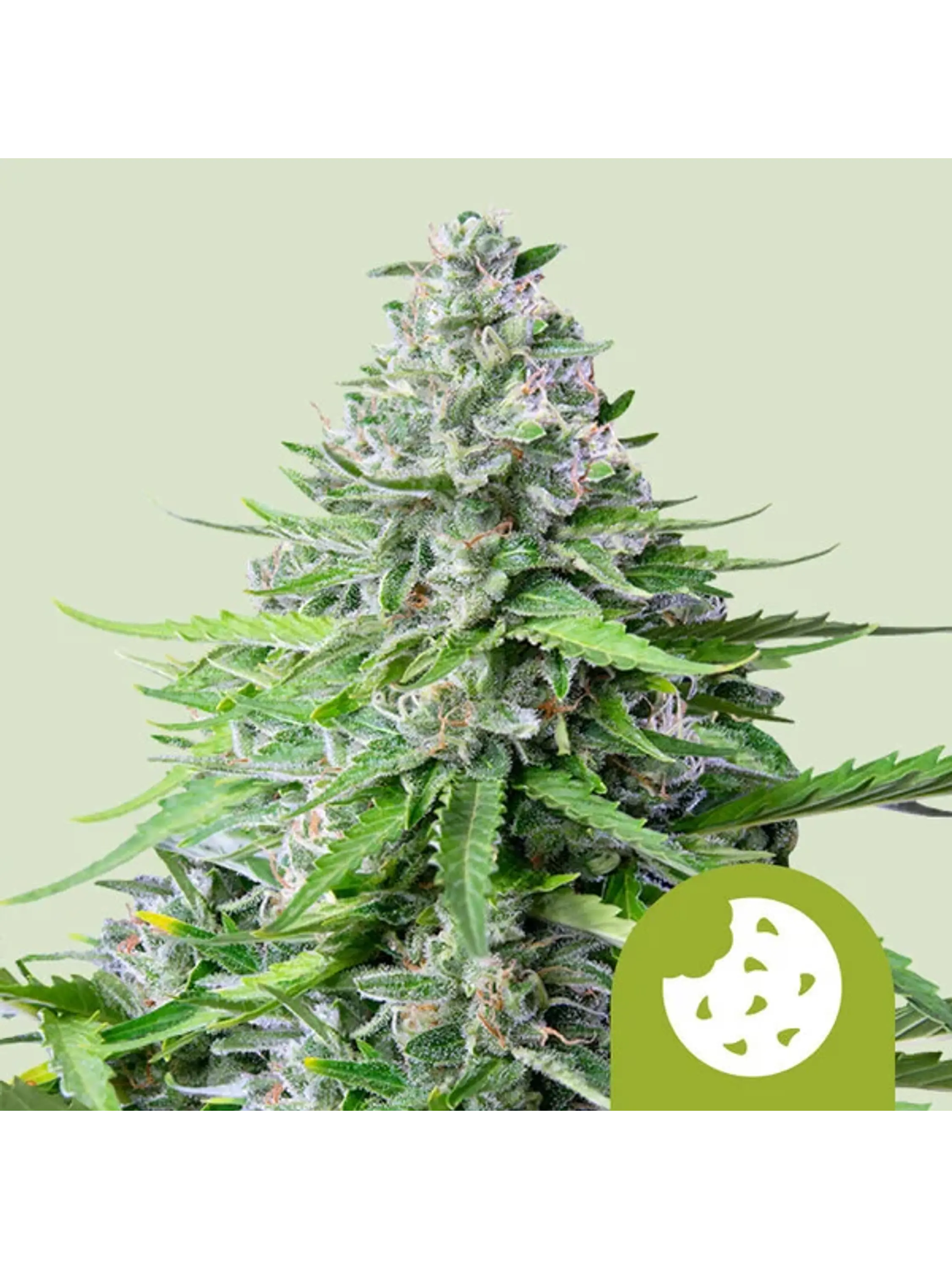 ROYAL COOKIES AUTO X10-ROYAL QUEEN SEEDS 1
