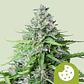ROYAL COOKIES AUTO (X3/X10)-ROYAL QUEEN SEEDS - Miniatura 1