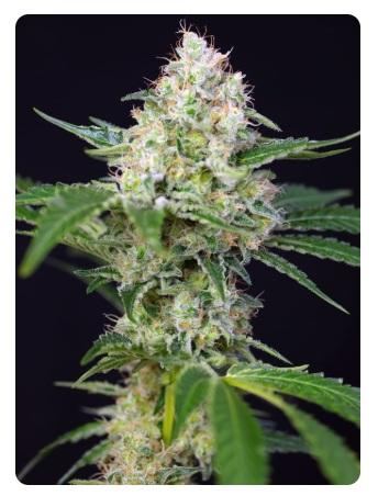  CRYSTAL CANDY FEM X100-SWEET SEEDS 2