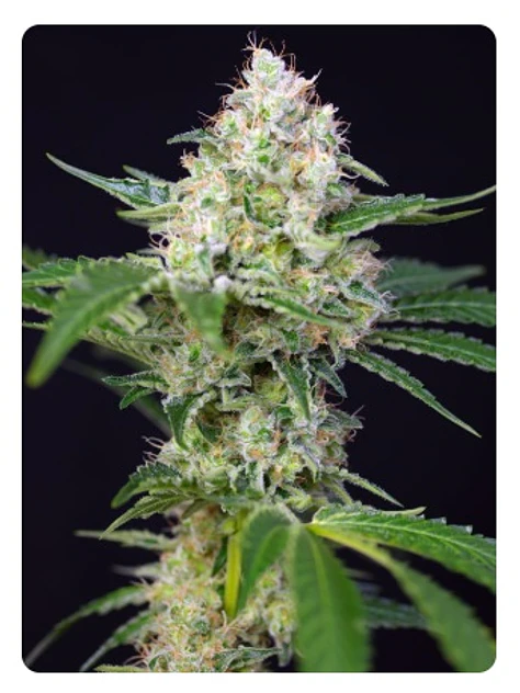  CRYSTAL CANDY FEM X100-SWEET SEEDS 2