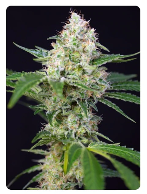  CRYSTAL CANDY FEM X100-SWEET SEEDS