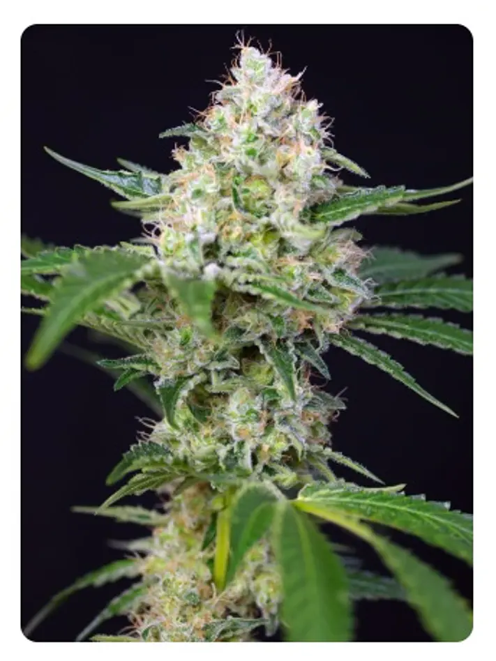  CRYSTAL CANDY FEM X100-SWEET SEEDS 2