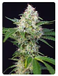  CRYSTAL CANDY FEM X100-SWEET SEEDS - Miniatura 2