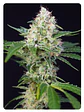  CRYSTAL CANDY FEM X100-SWEET SEEDS - Miniatura 2