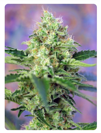  CRYSTAL CANDY FEM X100-SWEET SEEDS 3