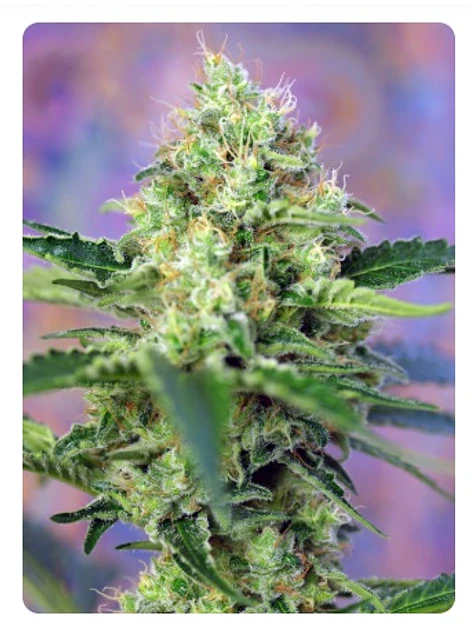  CRYSTAL CANDY FEM X100-SWEET SEEDS 3