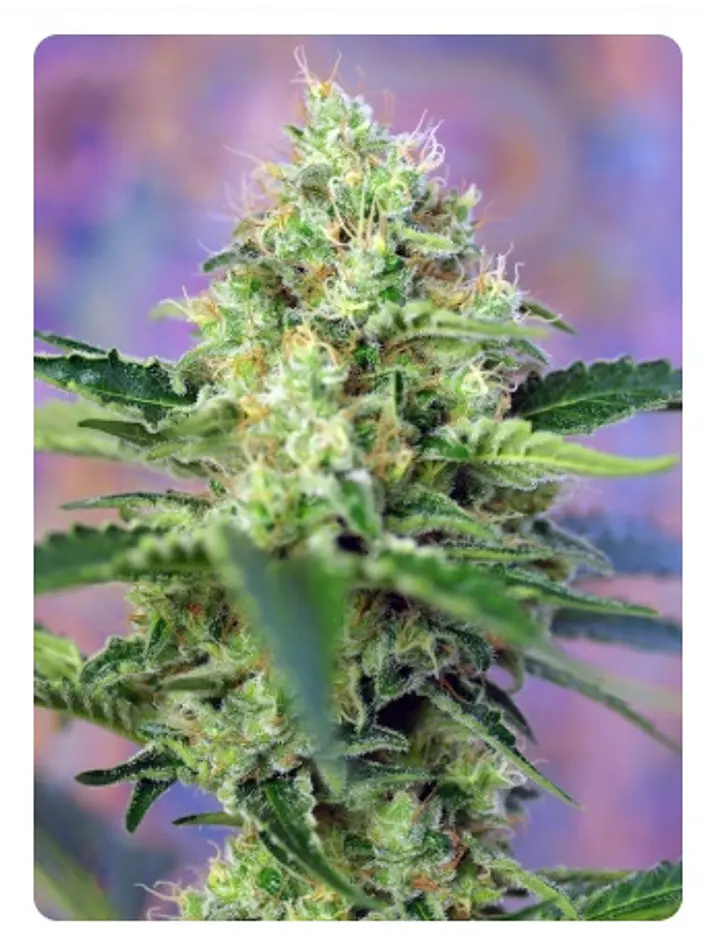  CRYSTAL CANDY FEM X100-SWEET SEEDS 3