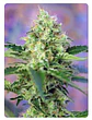  CRYSTAL CANDY FEM X100-SWEET SEEDS - Miniatura 3