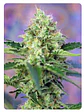  CRYSTAL CANDY FEM X100-SWEET SEEDS - Miniatura 3