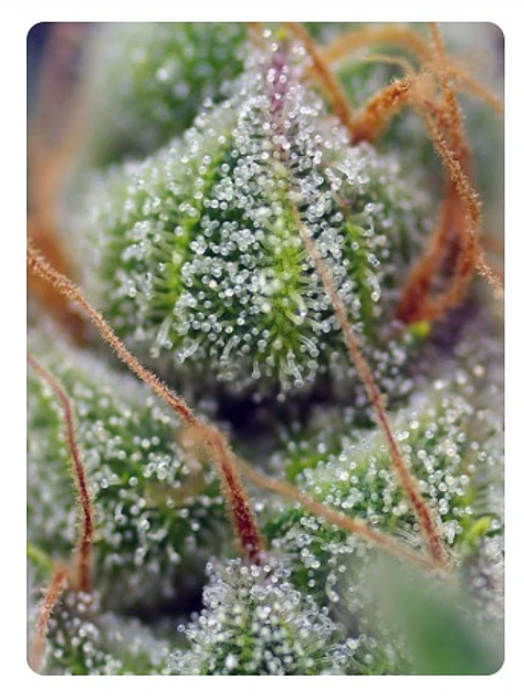  CRYSTAL CANDY FEM X100-SWEET SEEDS 4