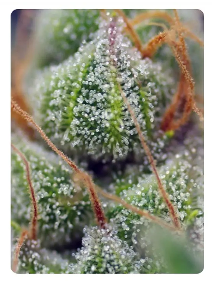  CRYSTAL CANDY FEM X100-SWEET SEEDS 4