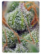  CRYSTAL CANDY FEM X100-SWEET SEEDS - Miniatura 4