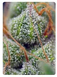  CRYSTAL CANDY FEM X100-SWEET SEEDS - Miniatura 4
